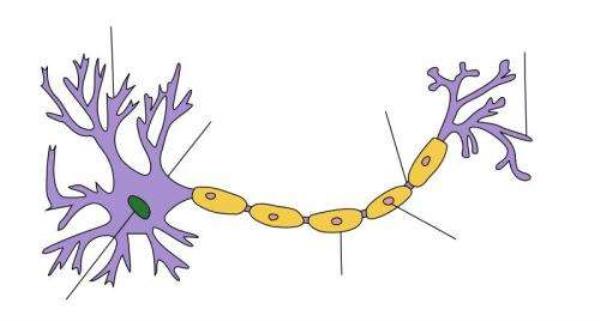 Myelin sheath