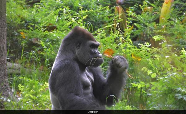 How Gorillas And Traditio<em></em>nal Healers May Inspire Breakthroughs in Medicine